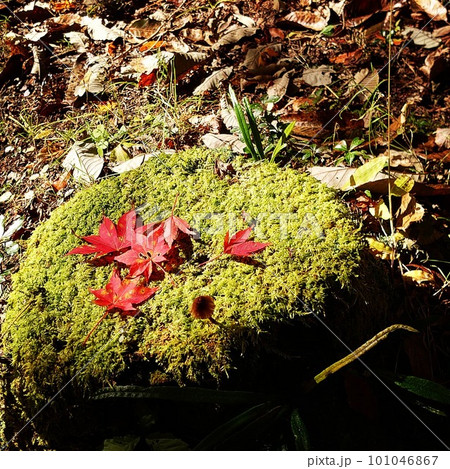 苔の上の紅葉 101046867
