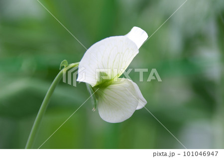 スナップエンドウの花 101046947