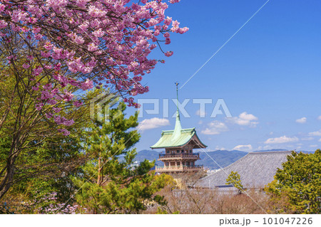 満開の桜の花と大雲院祇園閣(京都市東山区) 満開の桜の花と大雲院祇園閣(京都市東山区) 101047226
