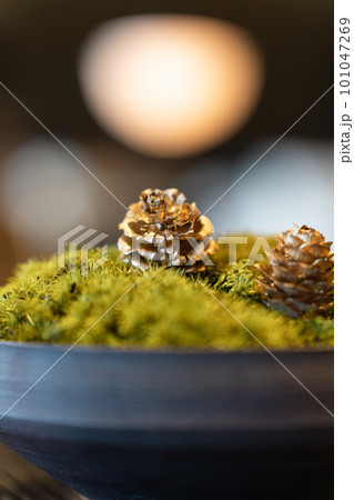 おしゃれな松ぼっくり 101047269