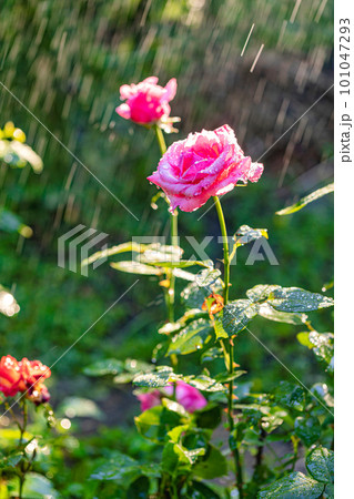 Summer garden irrigation 101047293