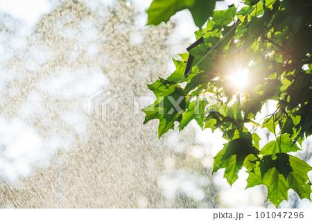 Summer rain and maple leaves 101047296