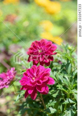 濃いピンクのダリア 101047333