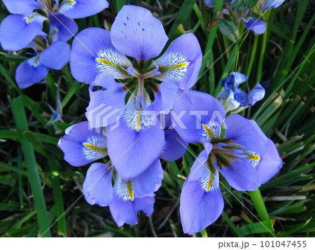カンザキアヤメさんを撮影しました。 101047455