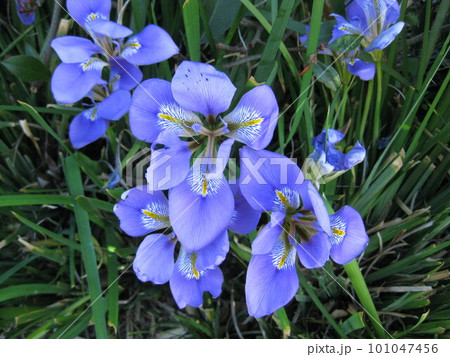 カンザキアヤメさんを撮影しました。 101047456