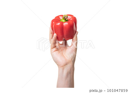 fresh sweet pepper vegetable in hand isolated on white background 101047859