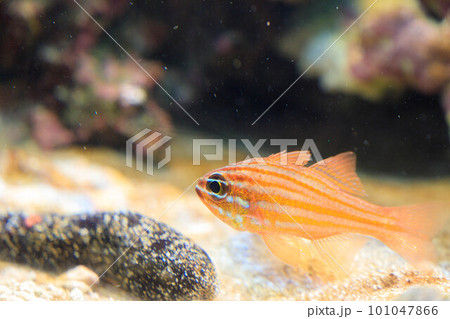 クロナマコと水底を泳ぐベラの稚魚 101047866