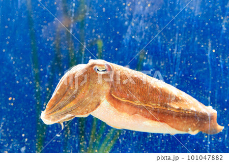 水中を漂うコウイカ 101047882