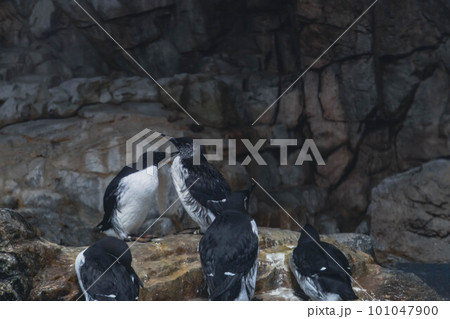 岩場に集まって毛づくろいをする夏羽のウミガラス 岩場に集まって毛づくろいをする夏羽のウミガラス 101047900