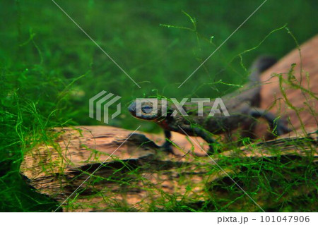 水槽の中のアカハライモリ 101047906