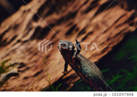 手を振るアカハライモリ 101047908
