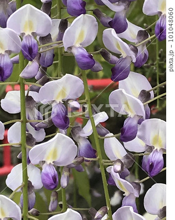 クローズアップした満開の藤の花 クローズアップした満開の藤の花 101048060