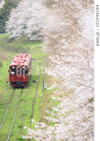 桜並木と「ことこと列車」（平成筑豊鉄道） 101048164
