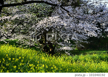 桜と菜の花のある風景 101048192
