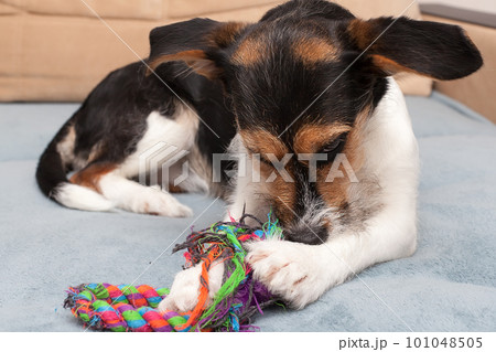 Adorable Jack Russell Terrier on sofa at home. Lovely dog. 101048505
