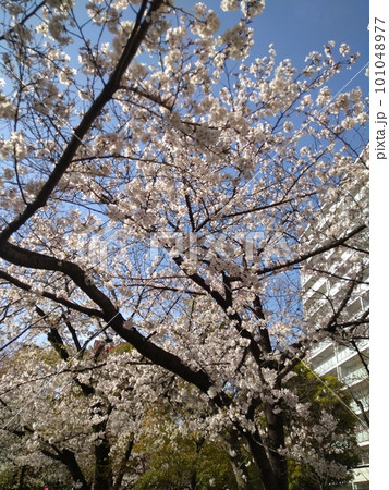 桜のある風景 101048977