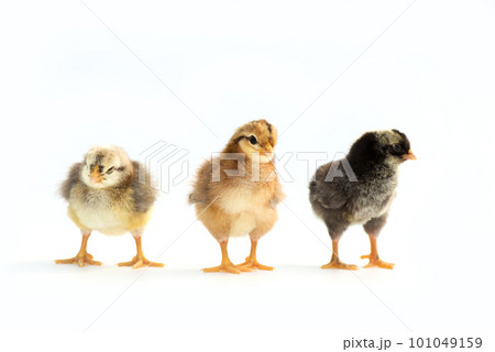 Newly hatched French Faverolles chicks isolated on white background - selective focus, copy space 101049159