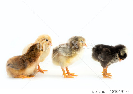 Newly hatched French Faverolles chicks isolated on white background - selective focus, copy space Newly hatched French Faverolles chicks isolated on white background - selective focus, copy space 101049175