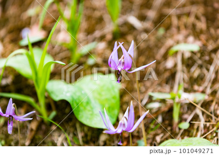 東京都武蔵村山市 野山北公園カタクリの花の群生地 東京都武蔵村山市 野山北公園カタクリの花の群生地 101049271