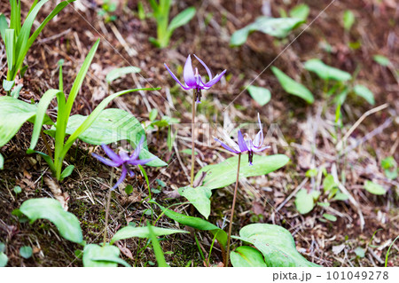 東京都武蔵村山市 野山北公園カタクリの花の群生地 東京都武蔵村山市 野山北公園カタクリの花の群生地 101049278
