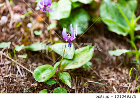 東京都武蔵村山市 野山北公園カタクリの花の群生地 東京都武蔵村山市 野山北公園カタクリの花の群生地 101049279