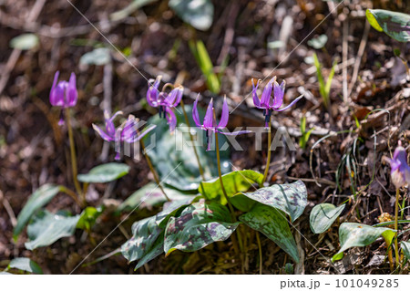 東京都武蔵村山市 野山北公園カタクリの花の群生地 東京都武蔵村山市 野山北公園カタクリの花の群生地 101049285