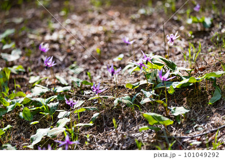 東京都武蔵村山市 野山北公園カタクリの花の群生地 東京都武蔵村山市 野山北公園カタクリの花の群生地 101049292