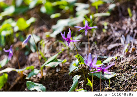 東京都武蔵村山市 野山北公園カタクリの花の群生地 東京都武蔵村山市 野山北公園カタクリの花の群生地 101049298