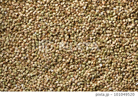 raw green unprocessed buckwheat background raw green unprocessed buckwheat background 101049520