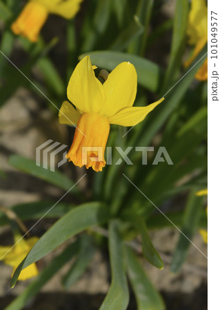 Daffodil Jetfire 101049577