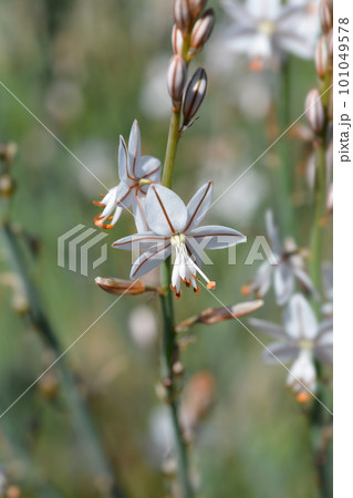 Hollow-stemmed asphodel 101049578