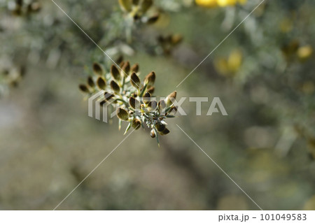Common gorse Common gorse 101049583