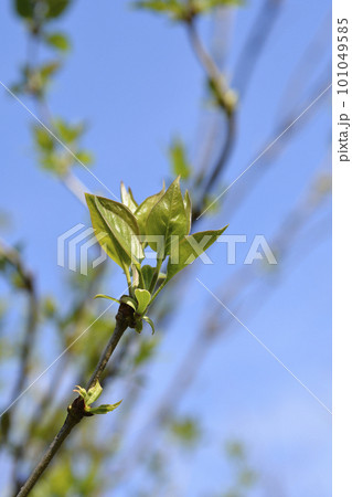 Lilac leaves Lilac leaves 101049585