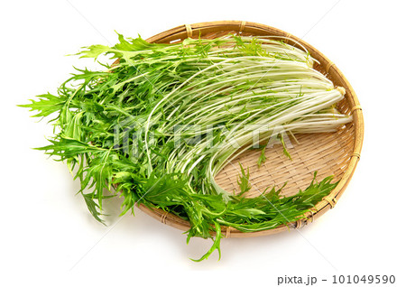 緑黄色野菜の水菜 101049590
