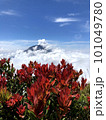 Mountain red flowers images 101049780