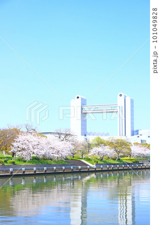 春の名古屋市、満開の桜と名古屋国際会議場の風景 101049828