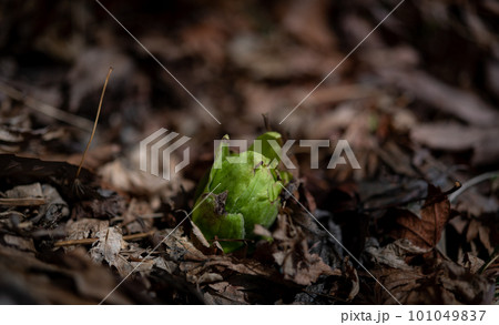 春の訪れを告げるふきのとう 101049837
