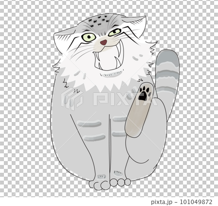 A relaxed manul cat scratching its neck with its hind legs and yawning 101049872