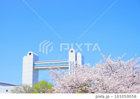 春の名古屋市、満開の桜と名古屋国際会議場の風景 春の名古屋市、満開の桜と名古屋国際会議場の風景 101050056
