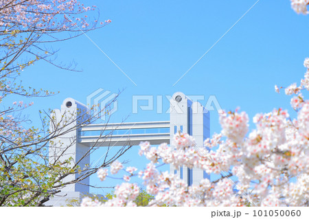 春の名古屋市、満開の桜と名古屋国際会議場の風景 101050060