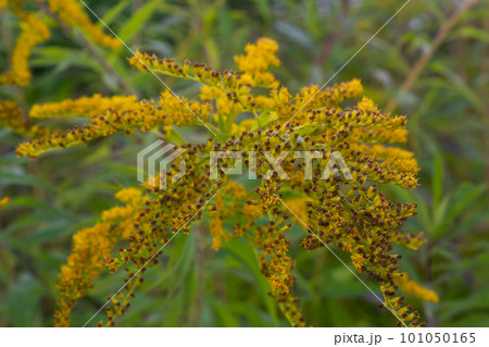 Solidago canadensis Canada goldenrod yellow flowers closeup Solidago canadensis Canada goldenrod yellow flowers closeup 101050165