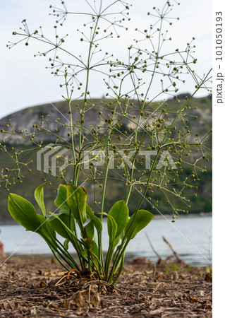 flowers of European water plantain, Alisma plantago aquatica flowers of European water plantain, Alisma plantago aquatica 101050193