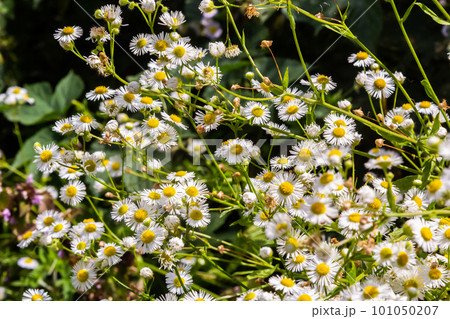 Erigeron annuus known as annual fleabane, daisy fleabane, or eastern daisy fleabane 101050207