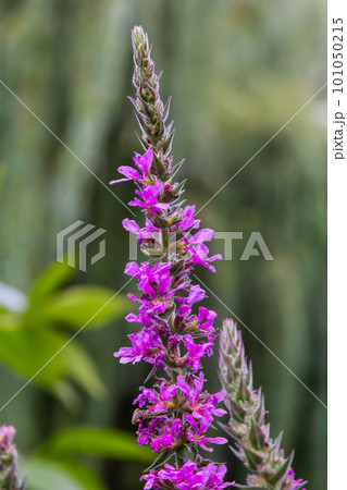 Pink flowers of blooming Purple Loosestrife Lythrum salicaria on the shoreline 101050215