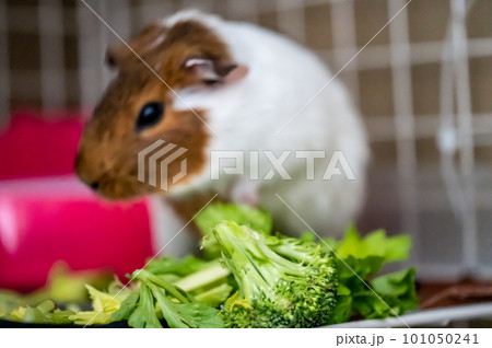 Guinea pig eating fresh vegetables and leafy greens 101050241