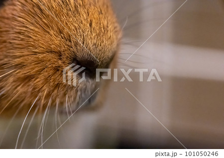 selective focus on an American guinea pig eye looking at the camera. selective focus on an American guinea pig eye looking at the camera. 101050246