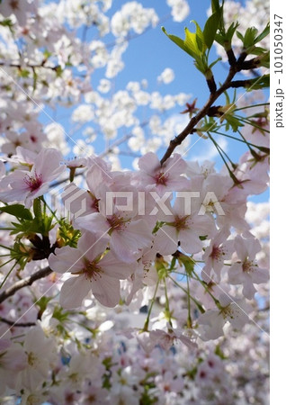 見あげるサクラ 101050347