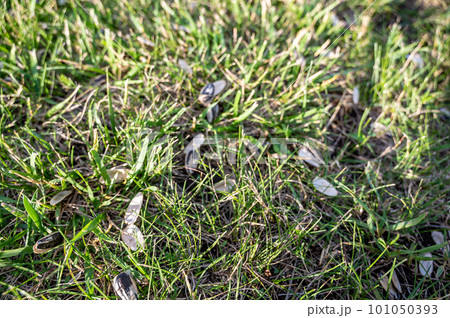 Empty sunflower seed shells tossed in on the ground and grass Empty sunflower seed shells tossed in on the ground and grass 101050393