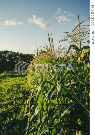 Row of sweet corn with pollen in a garden Row of sweet corn with pollen in a garden 101050448