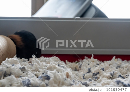 Selective focus on shredded paper bedding in a small animal cage.  101050477